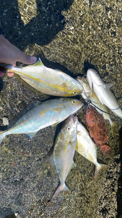 ショゴの釣果