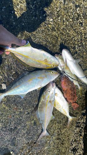 ショゴの釣果