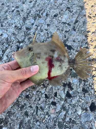 カワハギの釣果