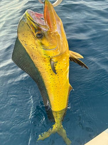 シイラの釣果