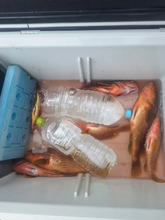キジハタの釣果