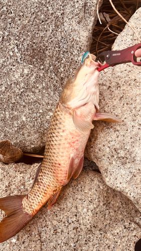 コイの釣果