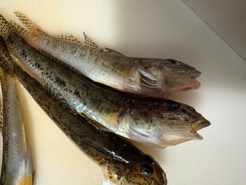マハゼの釣果