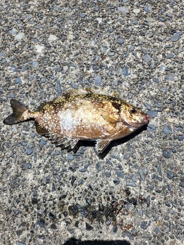 アイゴの釣果