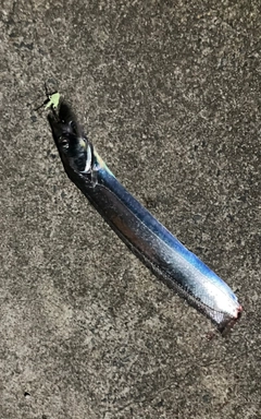 タチウオの釣果