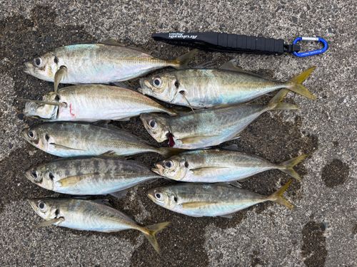 アジの釣果