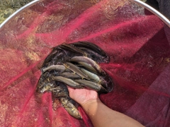 アユの釣果