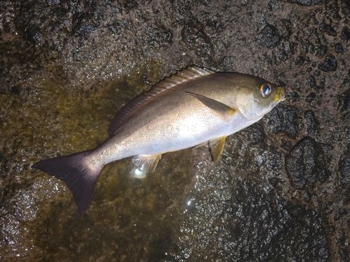イサキの釣果