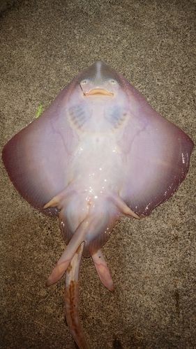 釣果