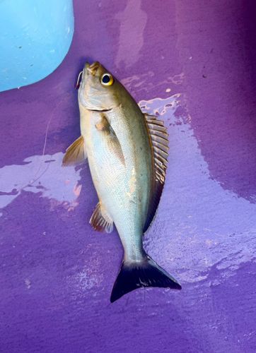イサキの釣果