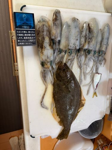 ヒラメの釣果