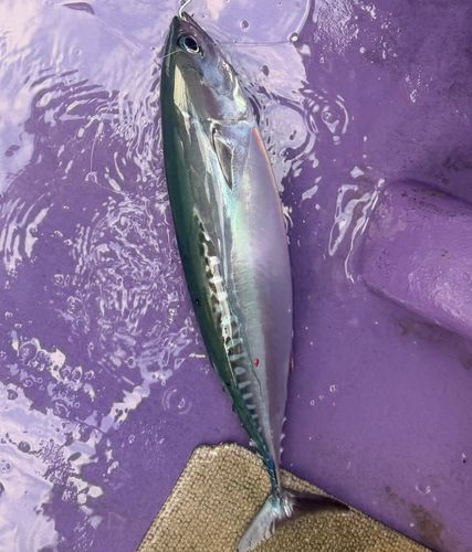 ソウダガツオの釣果