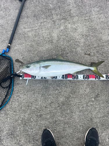 ワラサの釣果