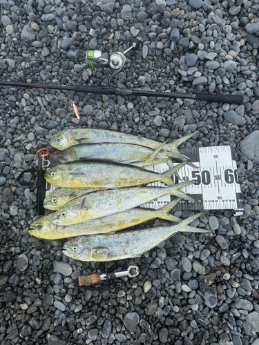 シイラの釣果