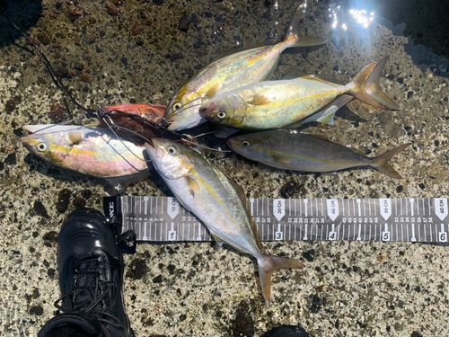 ショゴの釣果