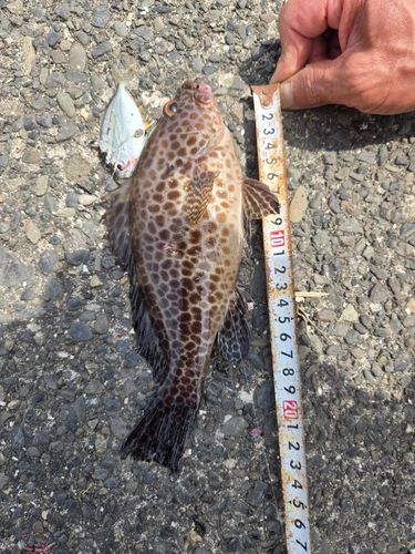 オオモンハタの釣果