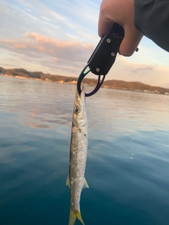 カマスの釣果