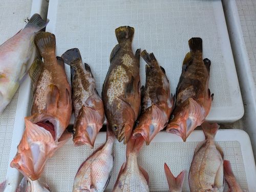 アコウの釣果