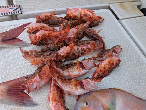 アラカブの釣果
