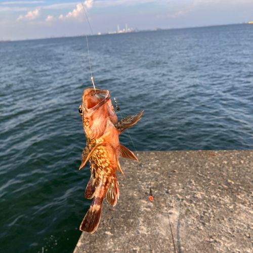 カサゴの釣果