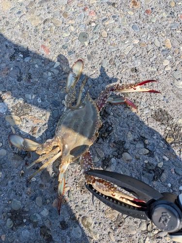 カニの釣果
