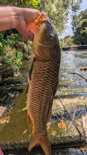 コイの釣果