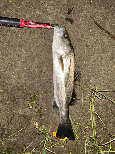 スズキの釣果