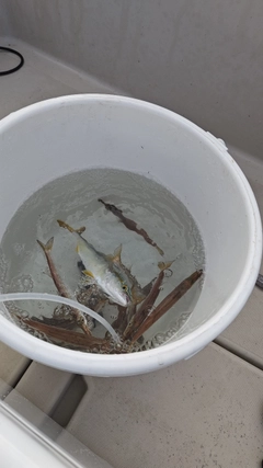 カマスの釣果