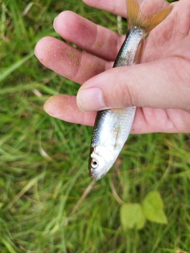 オイカワの釣果