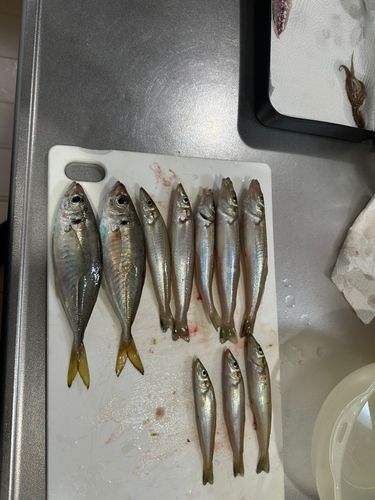 キスの釣果
