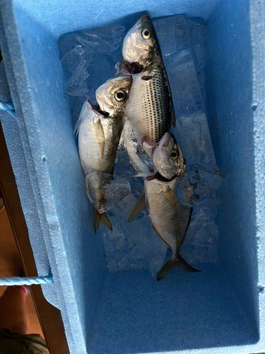 シマアジの釣果