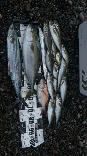 ヒラマサの釣果