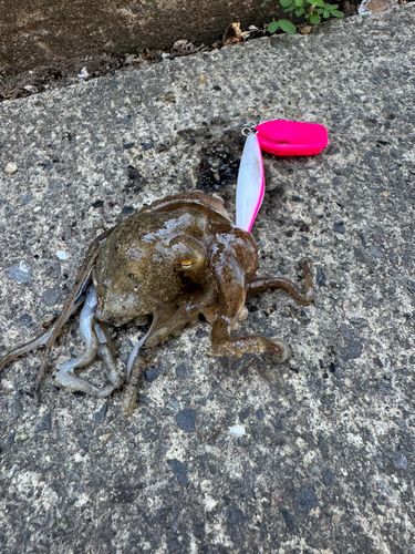 イイダコの釣果