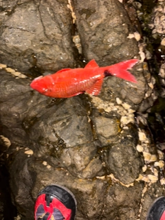 オジサンの釣果