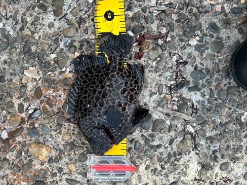 イシガキダイの釣果
