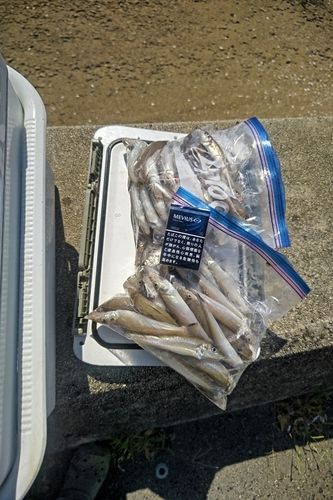 シロギスの釣果