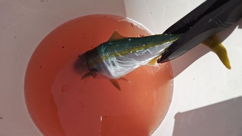 コゾクラの釣果