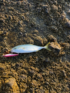 フクラギの釣果