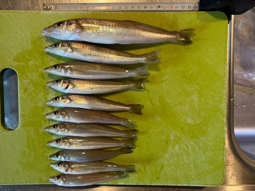 キスの釣果