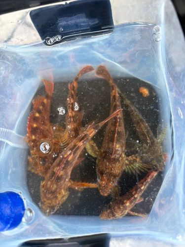 釣果