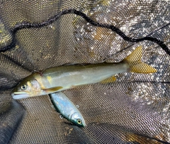 アユの釣果