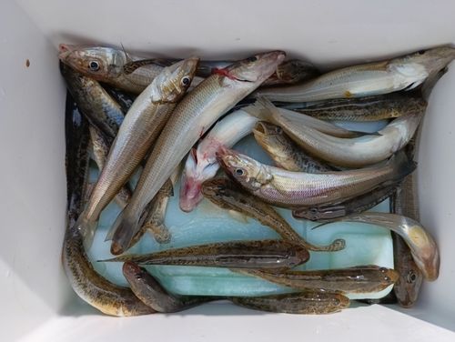 キスの釣果