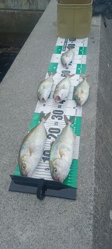 ショゴの釣果