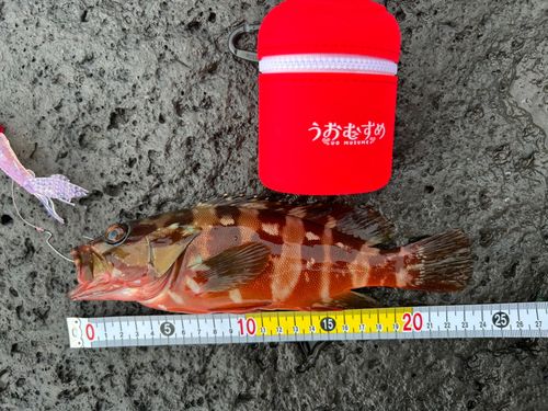 アカハタの釣果