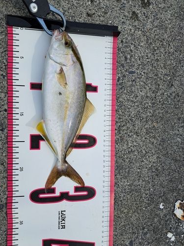 ショゴの釣果
