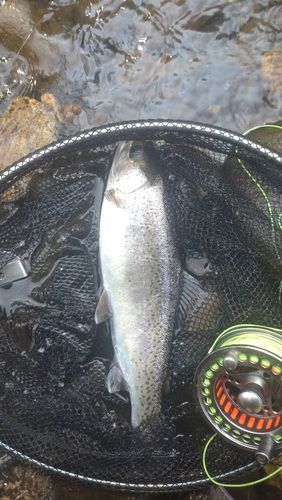 ニジマスの釣果