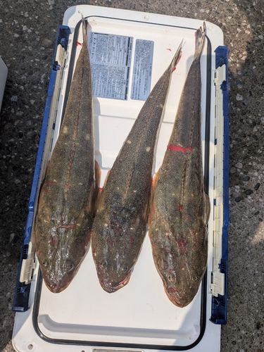 マゴチの釣果