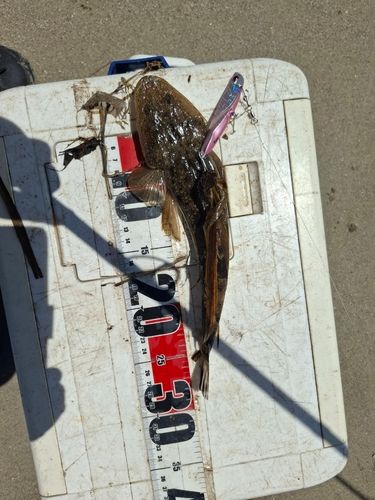 マゴチの釣果