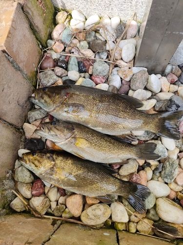 スモールマウスバスの釣果