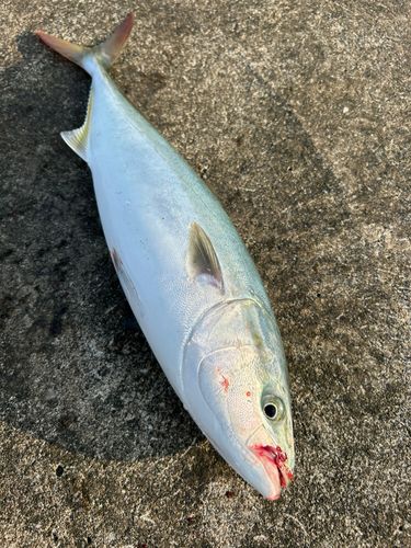 イナダの釣果